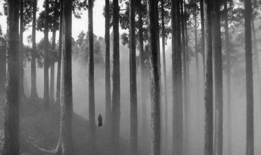 कुर्स‌ियांग के जंगल में घूमता स‌िर कटा व्यक्त‌ि